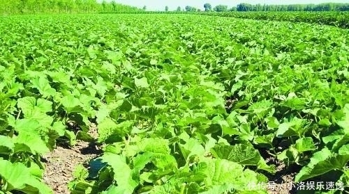 杂交|甜瓜杂交栽培技术,掌握几点关键技巧,提高甜瓜的果实率