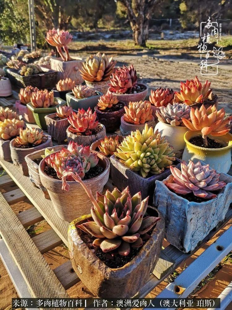 血放|多肉让你把血放，文玩掏空你家当，你要在哪个坑里乘风破浪？