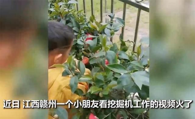  挖掘机|萌娃近距离看挖掘机，被司机叔叔抱进驾驶室，网友：人生赢家