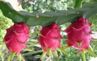 火龙果|买了多年的火龙果,才知道挑火龙果要看哪里,花最少钱挑最甜的买