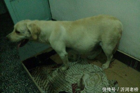 敲门|狗狗半夜多次敲门,女主人却没开,第二天开门看眼前一幕令她泪崩