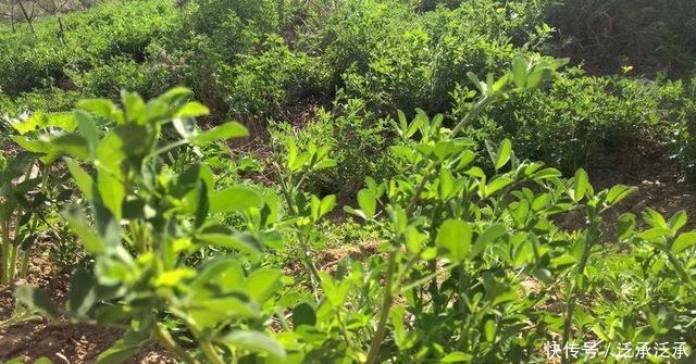 上市|被种植1千多年,常年被用作饲料,如今鲜嫩上市,生煸很美味