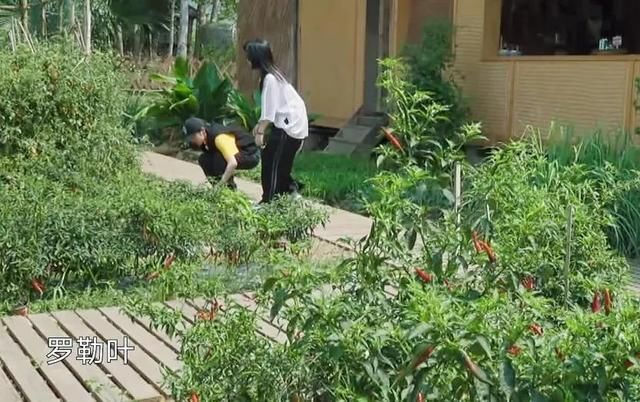  辣椒|网友质疑《向往4》太假了？辣椒一夜变红，农村人说出实情