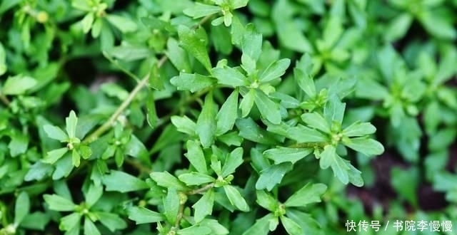 一大|农村里一大害草，却是民间治“鼻炎”良药，人称“鹅不食草”