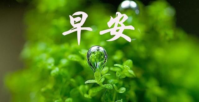 安心|早安心语：花有枯荣，人有起伏