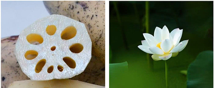  区别|在菜场买莲藕，才知道“9孔”和“7孔”的区别，终于不花冤枉钱了