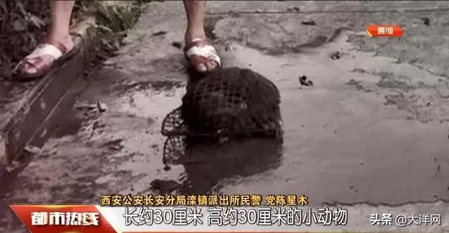  黑色|小伙如厕突遇“不速之客”：通体黑色，身上还有毛刺！身份不简单