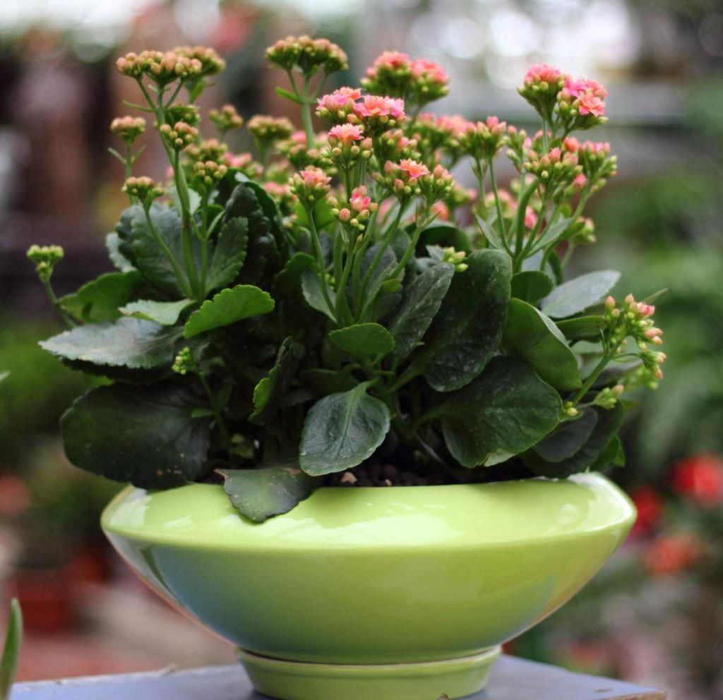 难题|长寿花出现黑腐，找准原因，轻松解决黑腐难题！