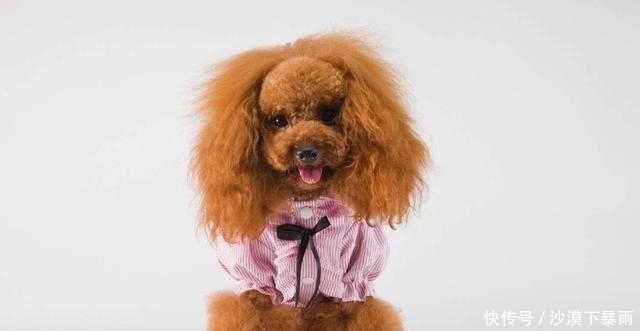  家里|女孩眼睛歪斜严重，竟和家里宠物有关，养宠物一定要注意这件事