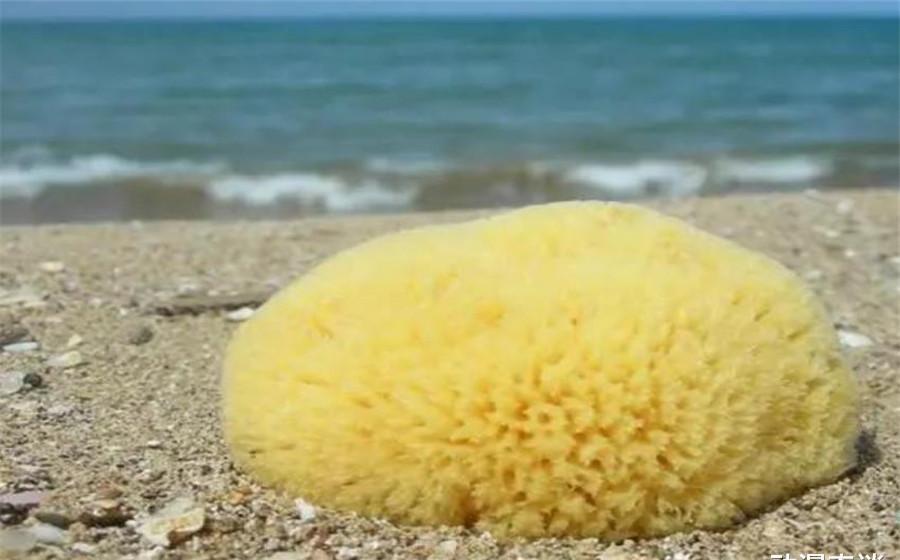 海绵|现实生活中的海绵宝宝,章鱼哥成餐桌美食,泡芙老师有毒