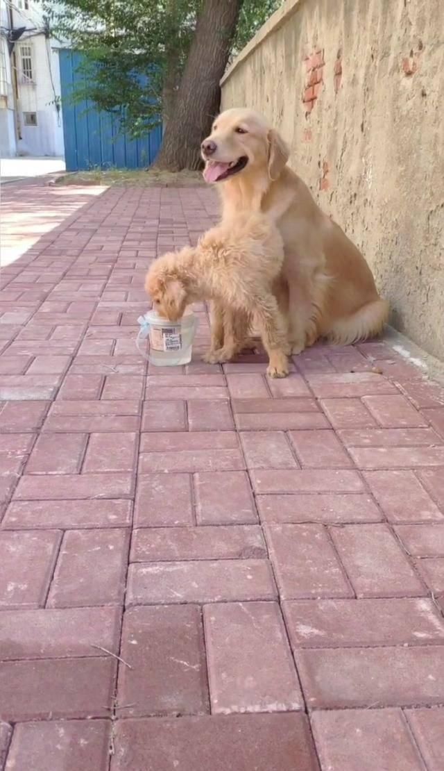  狗狗|主人给金毛加一块肉补身体，狗狗却一口都不舍得吃，原因让人感动