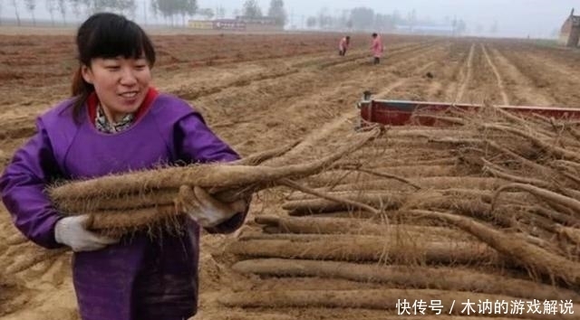 山药|买山药时,别管它多粗多长,教你四个小技巧,挑选出一根好的山药