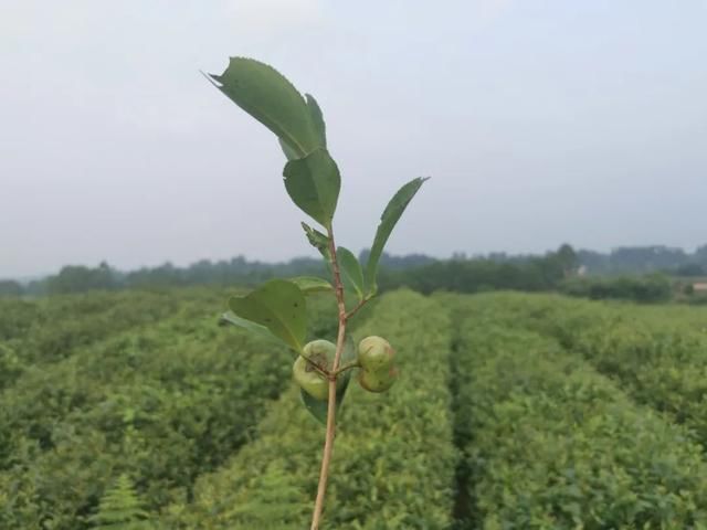  读城|〔读城〕成都地标产品之十：蒲江雀舌，追寻老川茶之根