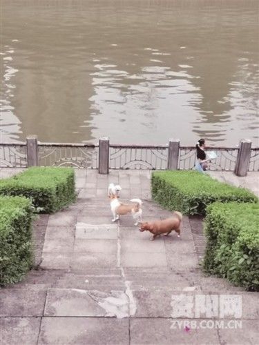 养犬行为|文明养犬从“讲规矩”做起