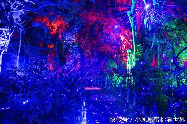  万象|东风夜放花千树，万象森林看万象