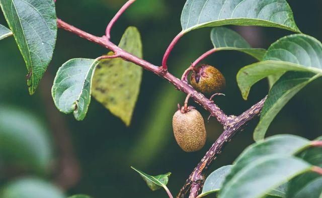 生长|云之南，一个生生不息、万物生长的地方