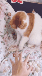  女朋友|开心一笑：我女朋友打了电话过来，急忙拿出来挂掉，熊又走了回来