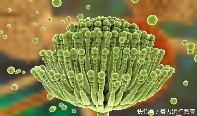  黄曲霉毒素|转告家人这种水果堪称“毁肝王”，早该拉入黑名单，趁早管住嘴