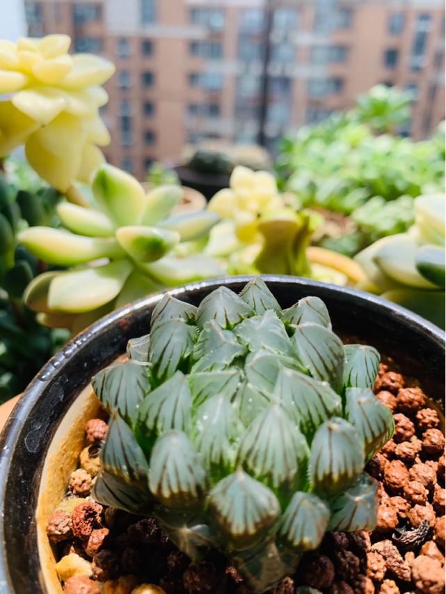  水晶|玉露灰扑扑，只要一个塑料瓶，立马变成“水晶玉露”