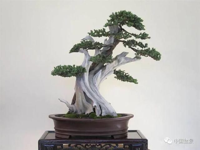 健康|观赏盆景 感悟人生：健康快乐才是生活的主宰！