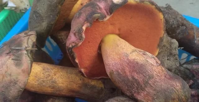  中毒|这些蘑菇，你认识吗？虽然味美，但也会中毒，食用时要小心辨别