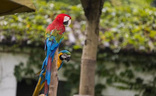  EOS|摄影摄像全能的干活利器 佳能EOS R5微单相机评测