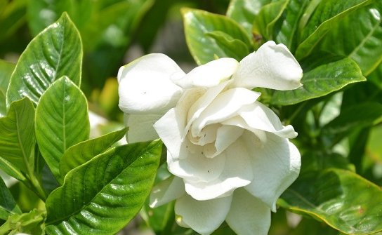  香味|此花雪白美丽洁白无瑕，散发着惹人喜爱的香味，寓意着爱与约定