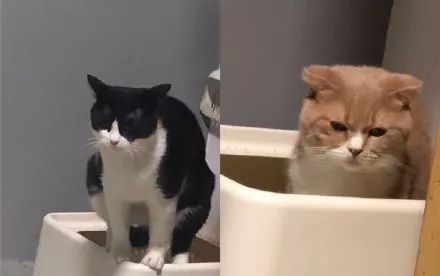  姿势|猫咪拉粑粑的奇葩姿势，忍住不要笑，铲屎的要面子的啊