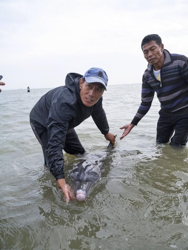 搁浅|钦州暖心救助一搁浅海豚 获救后多次回游