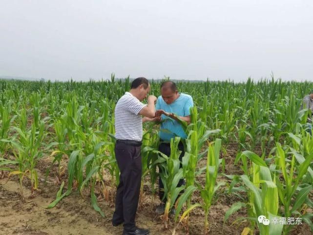  龙镇|乡镇动态丨近日白龙镇、店埠镇、元疃镇、张集乡、包公镇、众兴乡做了这些工作~