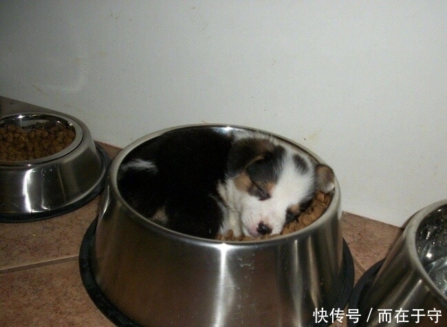 出血|国外网友PO出自家主子最蠢萌睡姿,第四个简直萌出血!