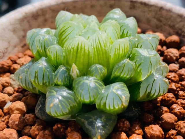  水晶|玉露灰扑扑，只要一个塑料瓶，立马变成“水晶玉露”