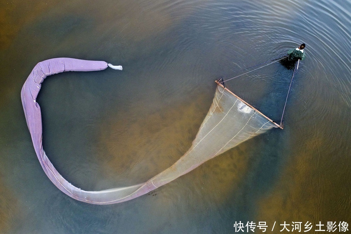  男子|男子每天清晨跳进盐池捞虫，拖20米纱网，一天干3小时挣200元