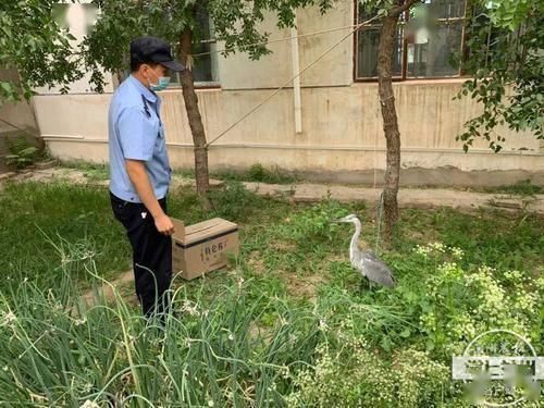 泉市野生动|肃州公安一月内救助3只野生动物