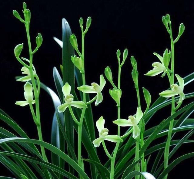  浇水|夏天养兰花，浇水把握这7点，兰花不烂根，而且不得“两腐病”