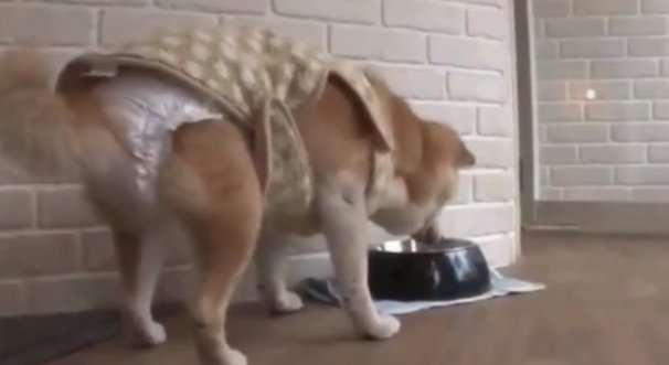  主人|19岁狗狗和主人都患上了“老年痴呆”，却在见面瞬间认出了彼此