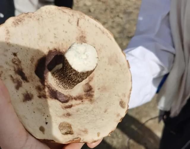  随手|夏天过半，这口得赶紧啦！随手一炒就贼香