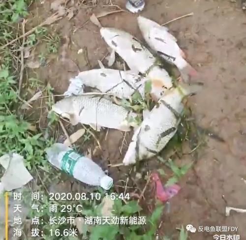  不明|黄兴群众打捞不明死鱼！执法人员：切勿食用！