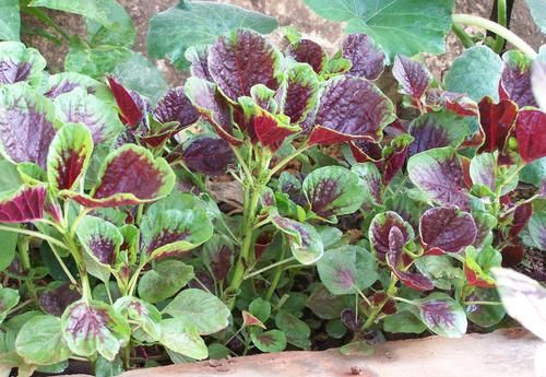  猪饲料|随处可见的野菜，以前被当做猪饲料，现价值堪比黄金