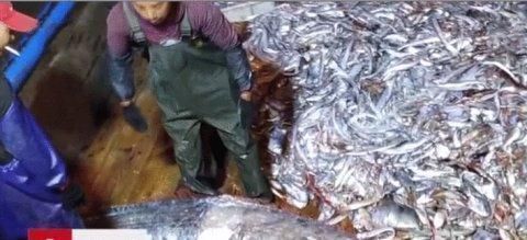 东海|奇趣探知全国罕见东海捞到3米多长“白龙王”,重百斤全身在闪闪发光
