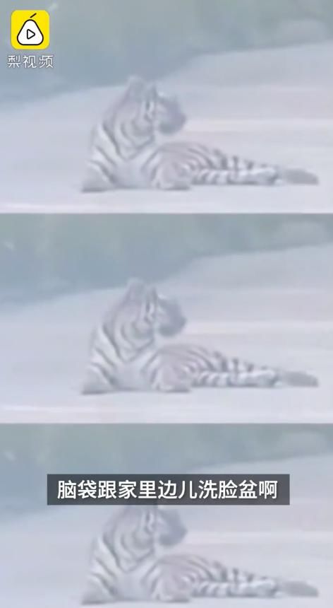 老虎|出租车司机路遇东北虎,虎头大如脸盆,双方对峙20分钟