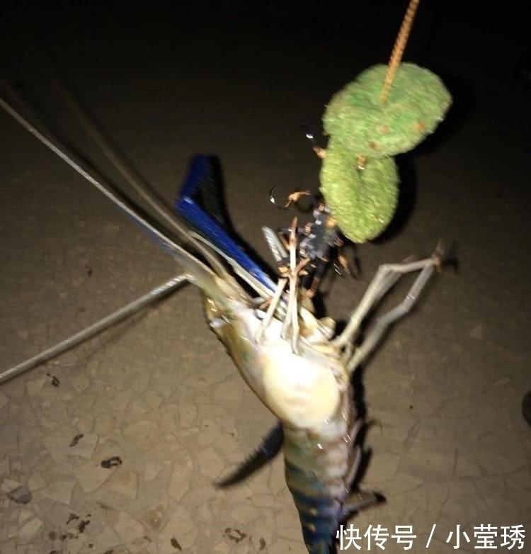 珠江|祸害”湄公河的巨虾来了珠江钓起“大虾”,一桶装不下