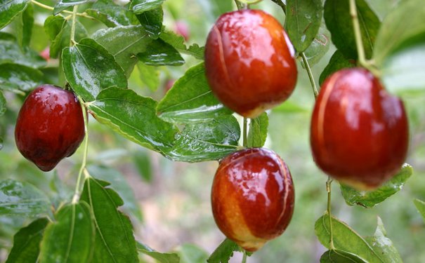 吃法|故乡的大红枣,有最美的几种吃法,你尝过吗?