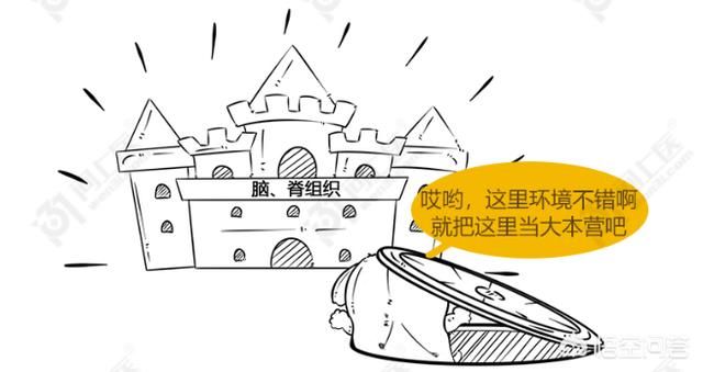  肌肉|为啥狂犬病无法治疗？被咬伤后又该咋处置预防狂犬病？清晰明了