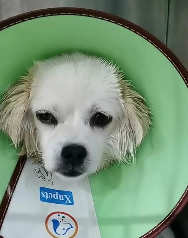 出场|记者深入调查:楚雄市被抓的流浪犬哪去了?