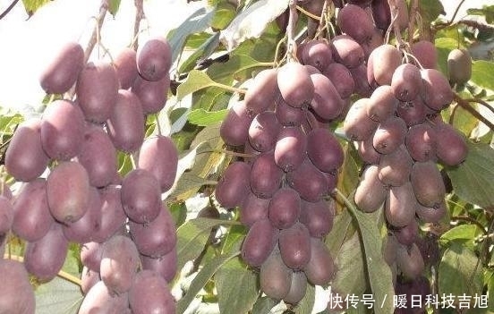 中国|中国最“甜”的水果, 比红枣还甜, 插土就活, 种2棵年年结果吃不完