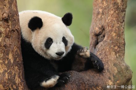 郊游|200901 一次郊游被猫头发现三个代餐 不愧是万物皆可代的王一博