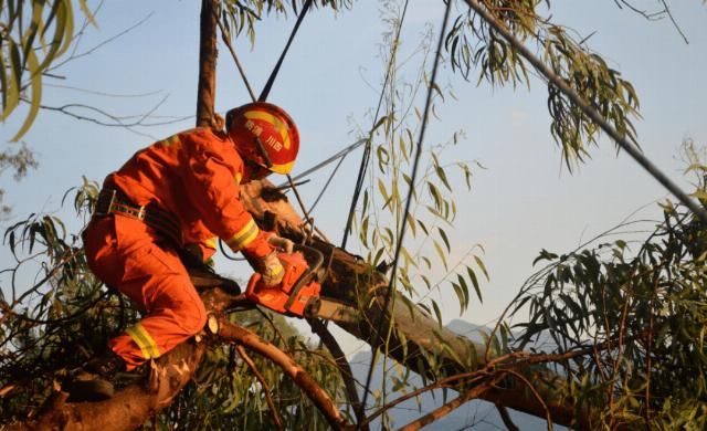  大树|好险！西区一颗大树被吹倒压在居民房顶上