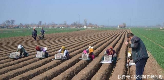 生姜|生姜怎样种植,有哪些技巧?