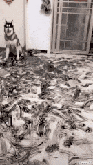 不服|搞笑GIF:我不服别的,就服这个演技